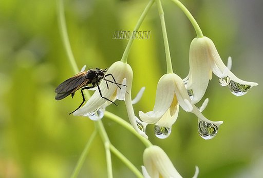 花と虫さん。