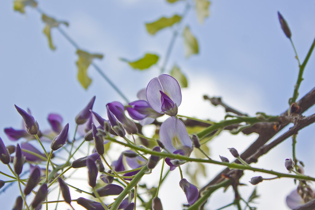 白い雲と藤の花
