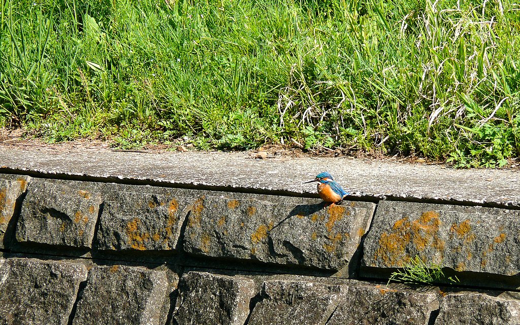 湯殿川のカワセミ-04/16