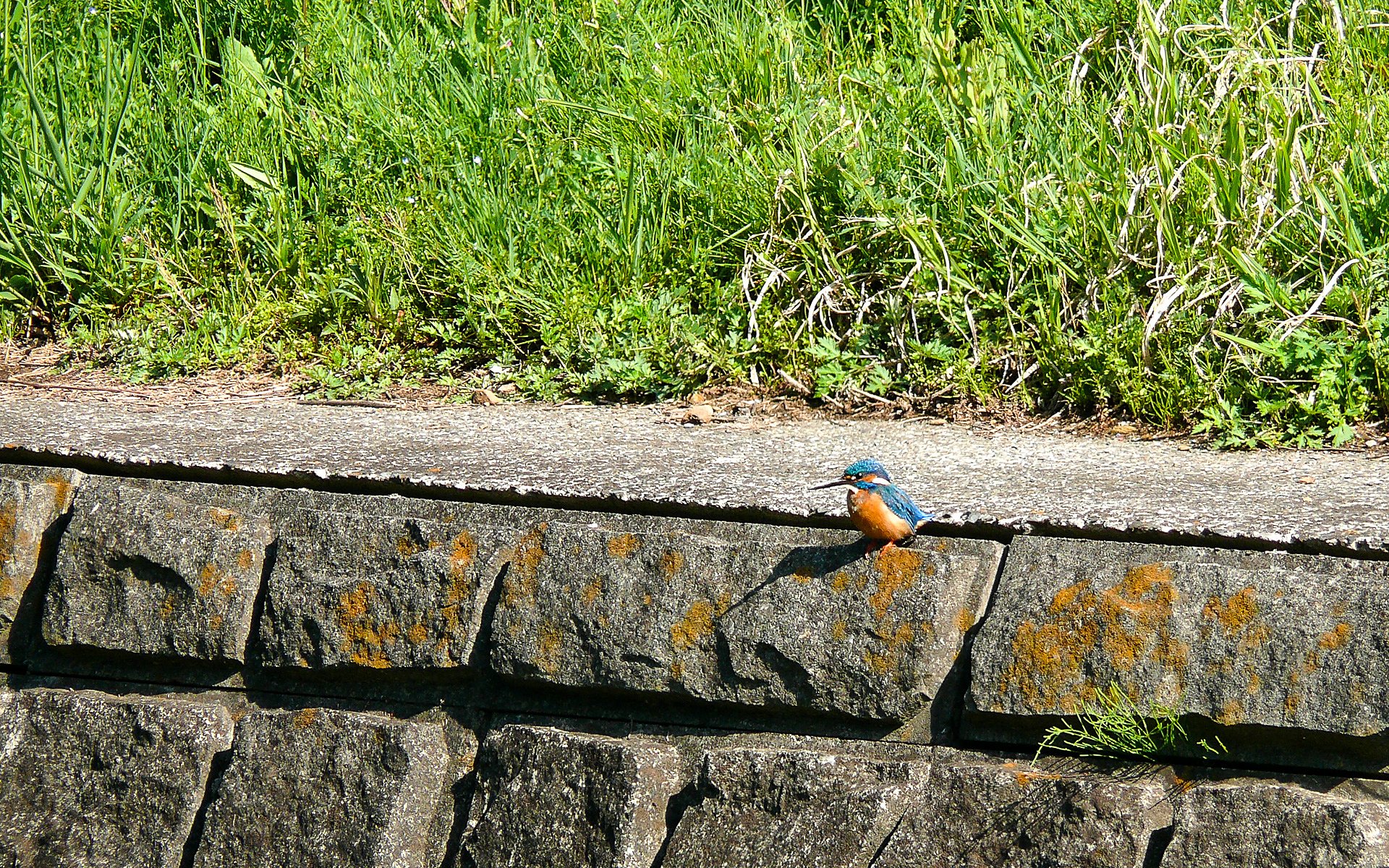 湯殿川のカワセミ-04/16