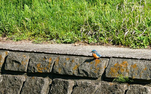 湯殿川のカワセミ-04/16