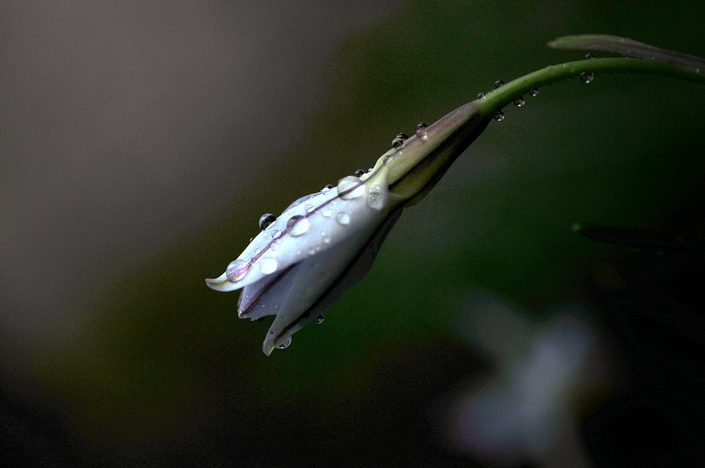 雨と小さな花