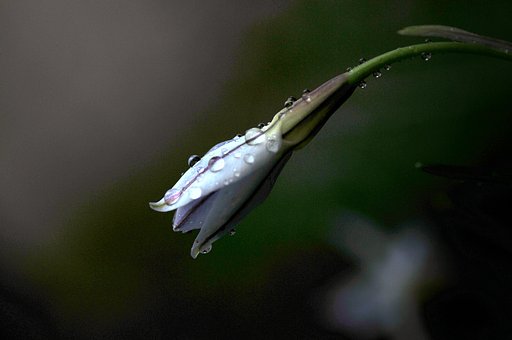 雨と小さな花