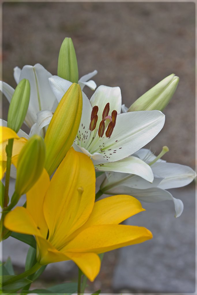 白百合の花と