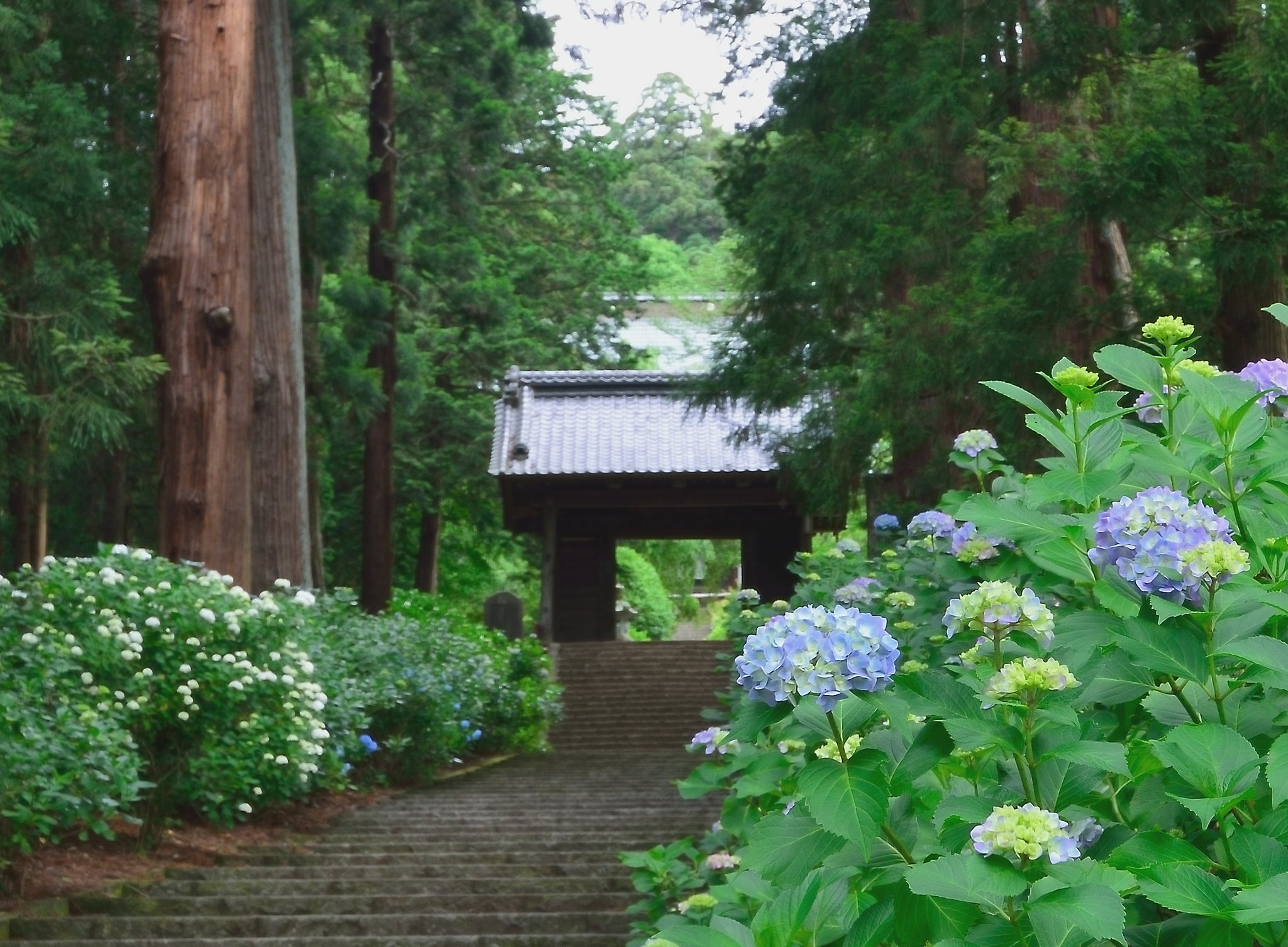 大中寺あじさい