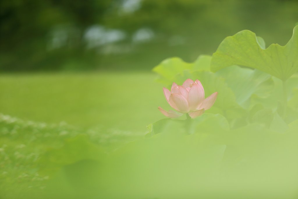 はじめましての蓮花