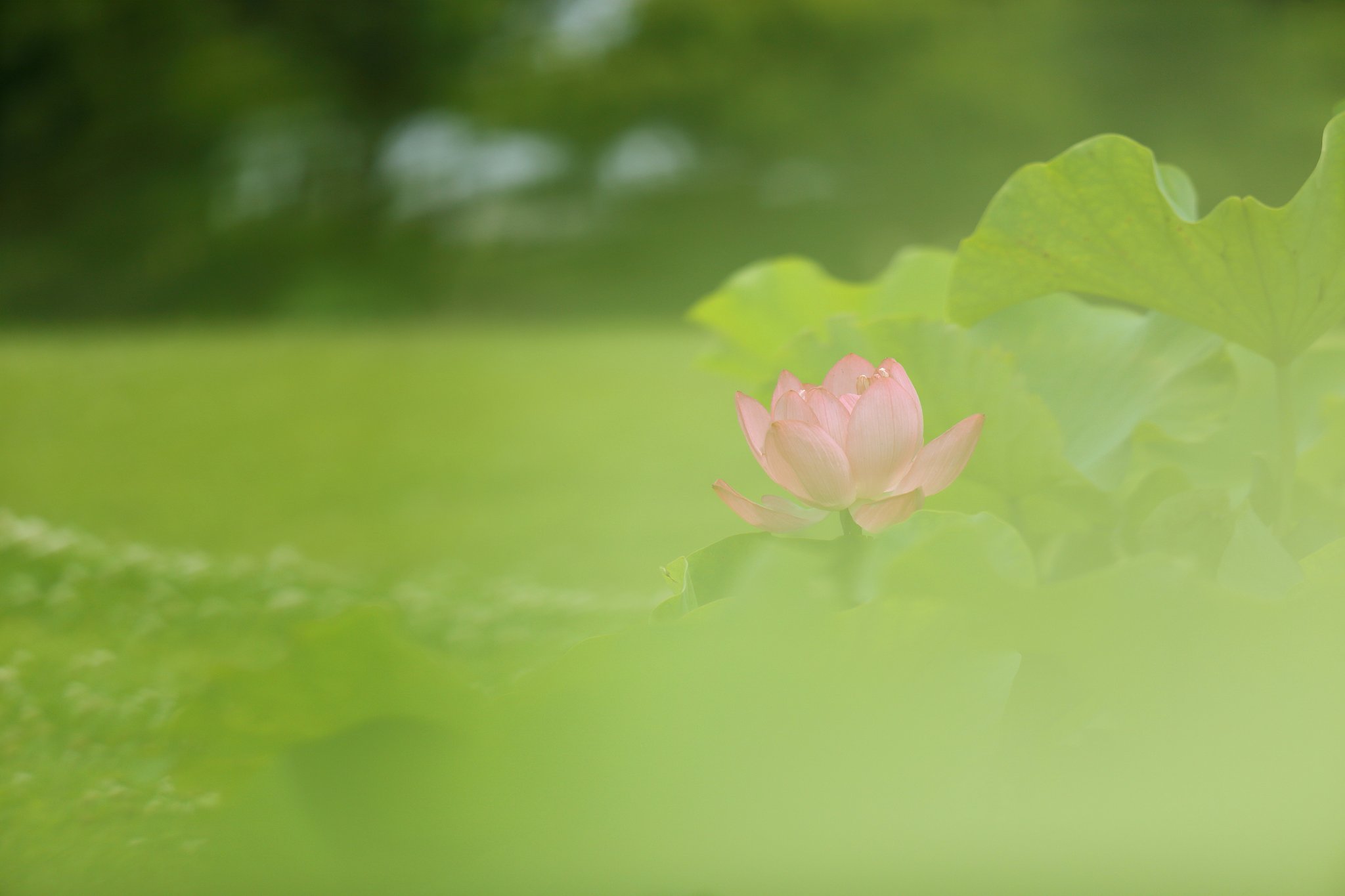 はじめましての蓮花