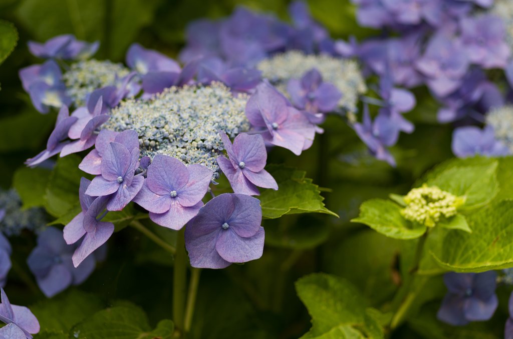 PENTAX-D FA MACRO 100mmF2.8 