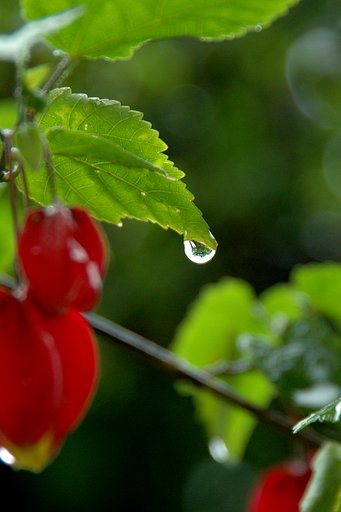 雨多し