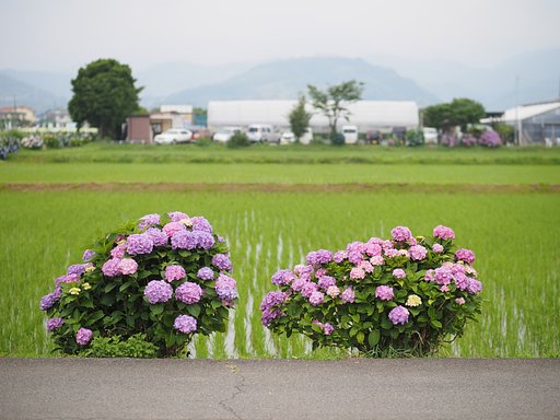 あじさい農道