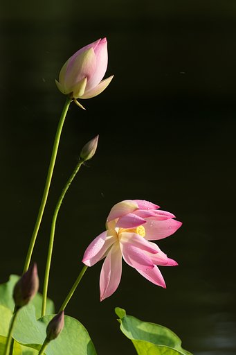 EF100-400mm F4.5-56 L IS USM