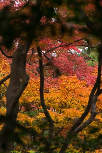 木立の向こうに