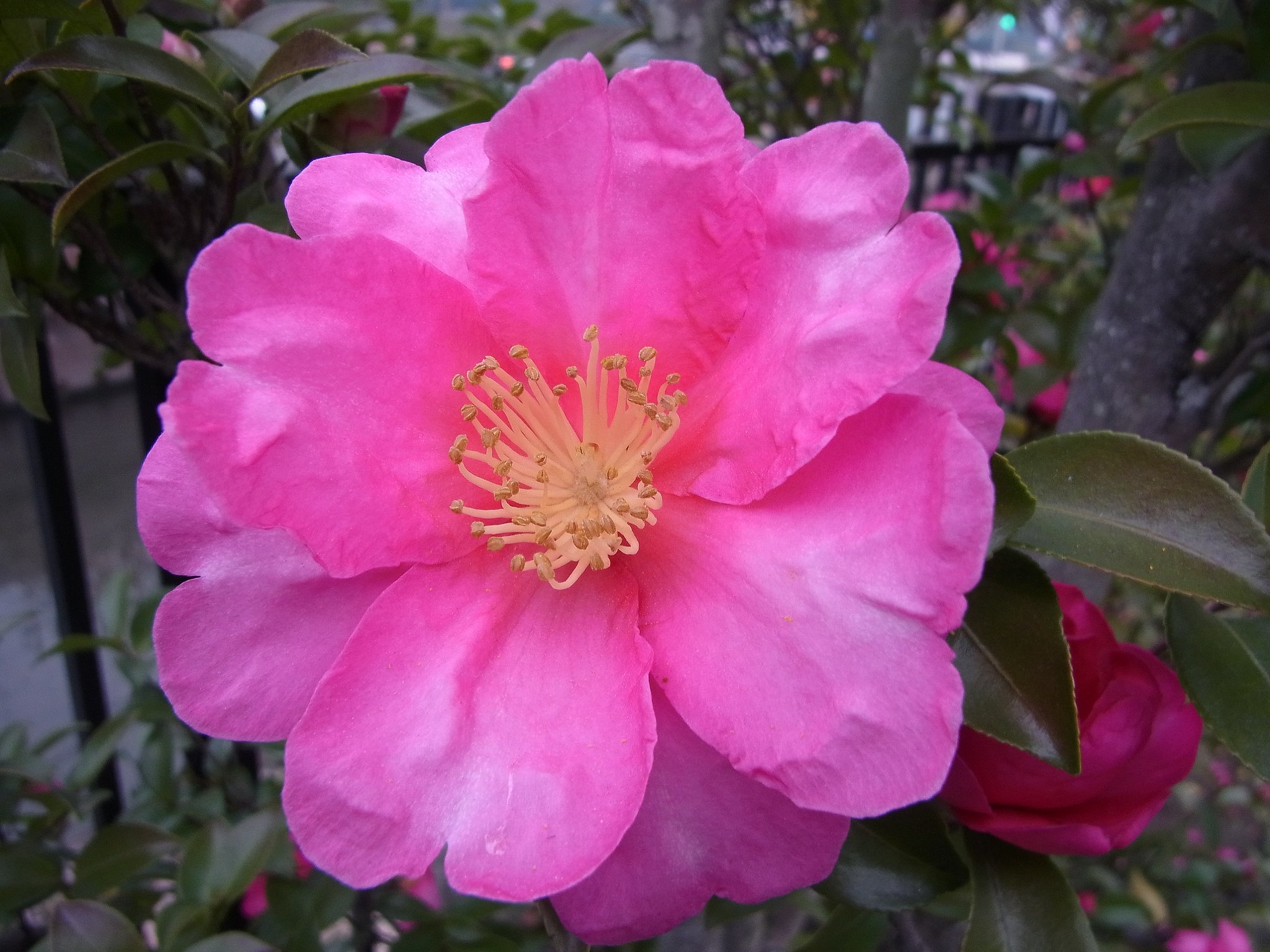 山茶花の花のUP