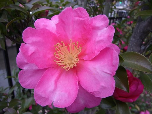 山茶花の花のUP