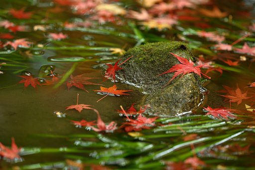 今日の水面モミジ　Ⅲ