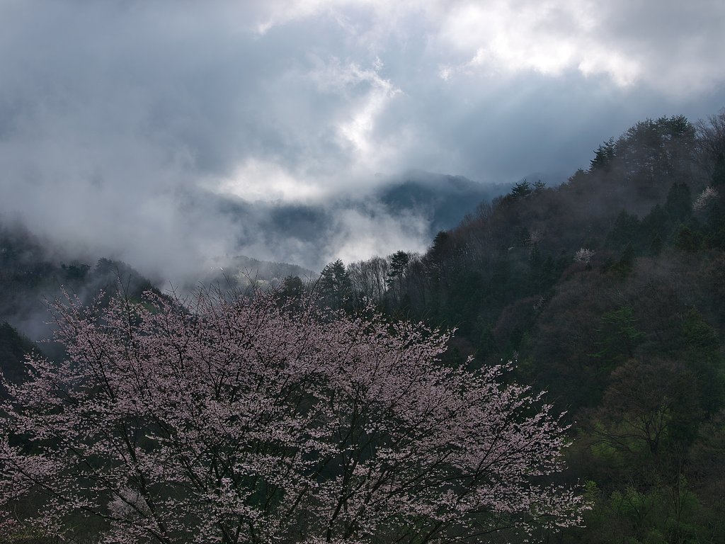 ZD 35-100mm F2