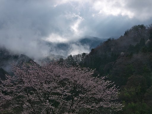 4月15日の写真