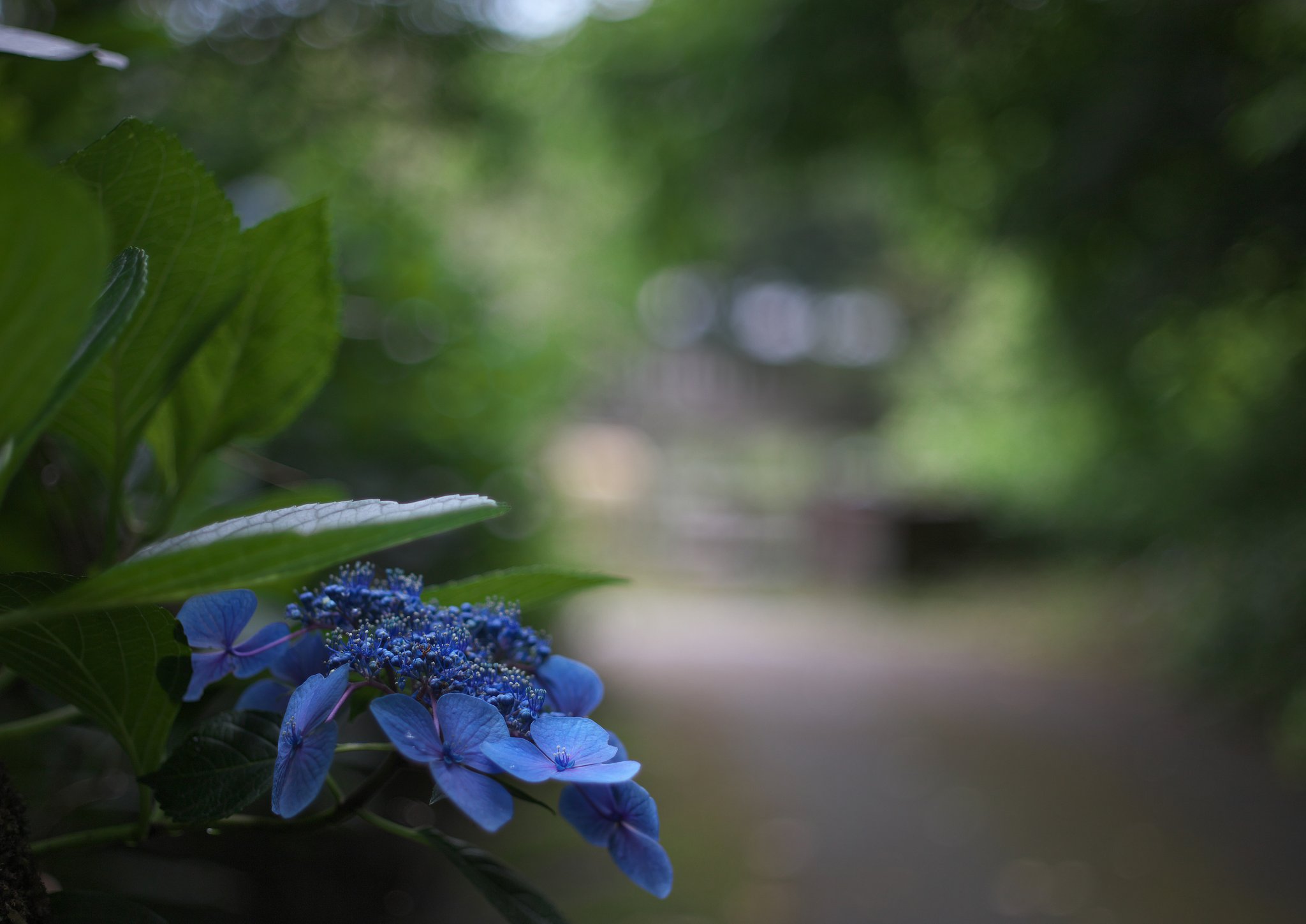 NIKKOR 50 F2