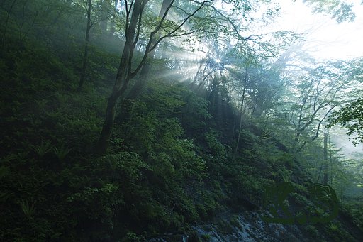 【広がり】 朝の陽射し
