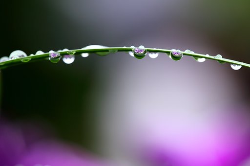 花菖蒲園の架け橋