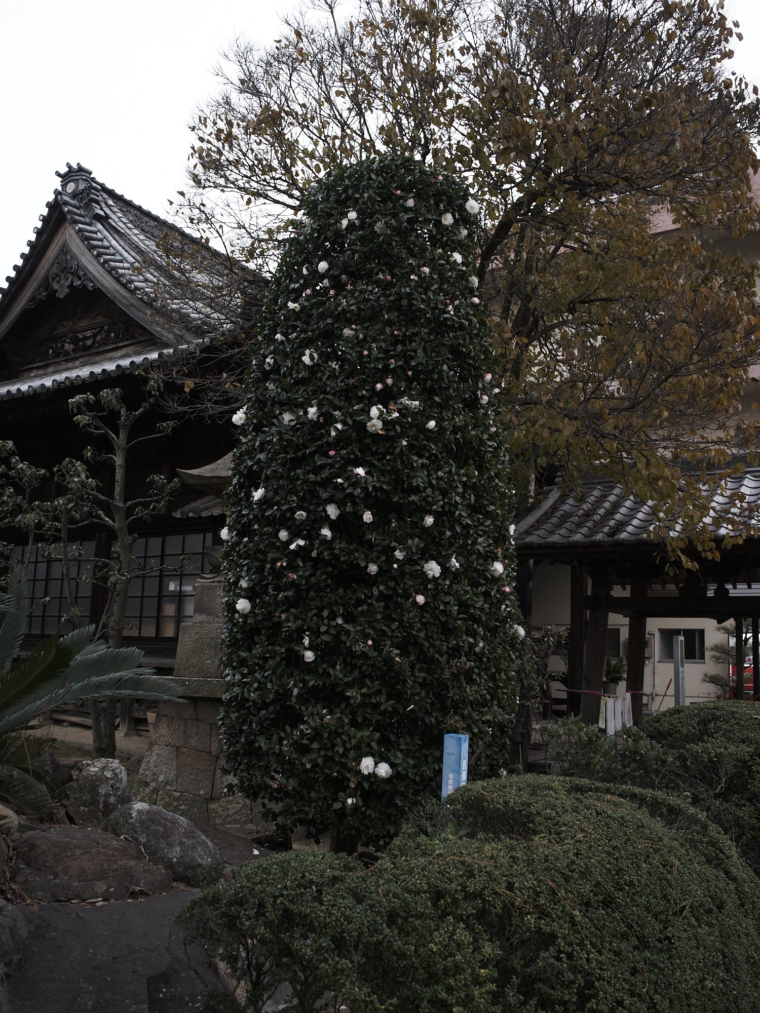 もうすぐクリスマス・・・ツリーに見えないだろうか。(^^;
