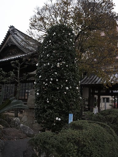 もうすぐクリスマス・・・ツリーに見えないだろうか。(^^;