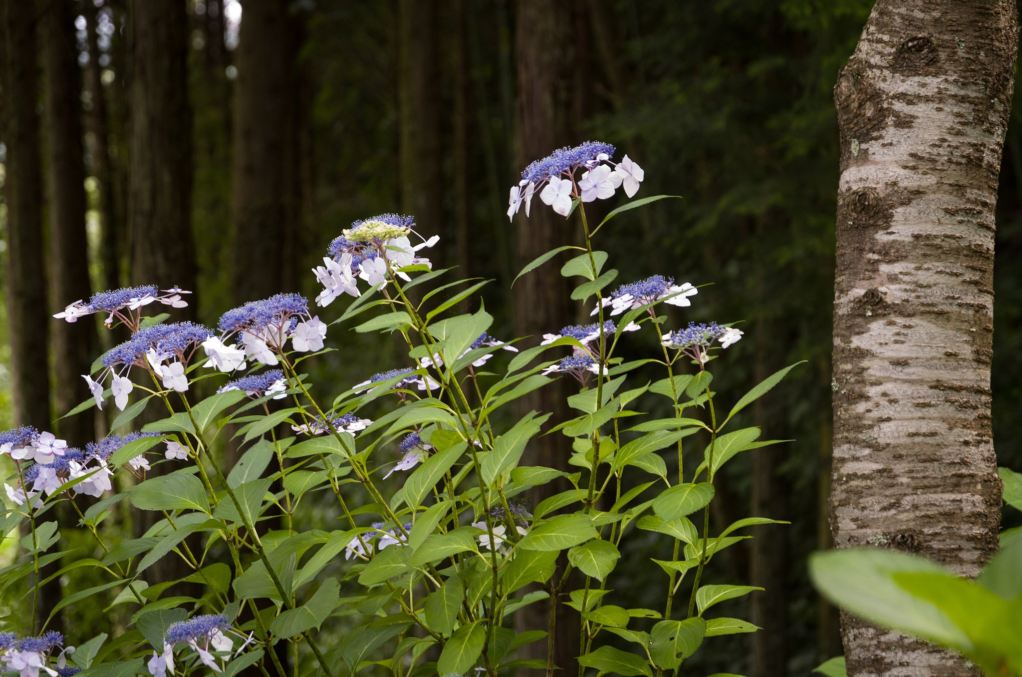 SIGMA 17-70mm F2.8-4 DC MACRO 