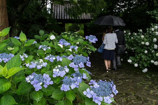 しっとりと華やかに