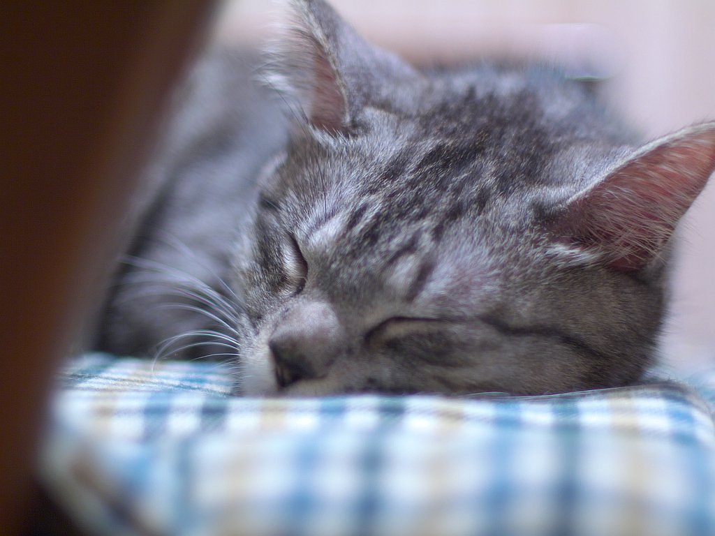 我が家の猫その1