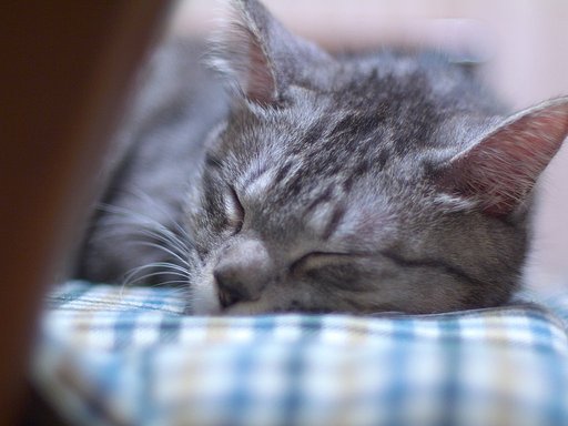 我が家の猫その1
