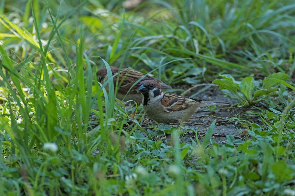 Ef100-400mm F4.5-5.6 L IS USM