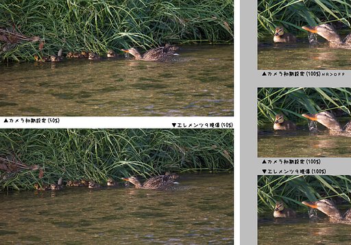 カルガモ親子＞エレメンツ9現像覚書