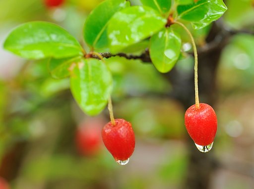 庭の茱萸です