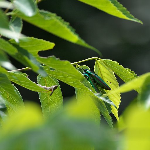 秘めごと