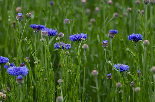 PENTAX-D FA MACRO 100mmF2.8 