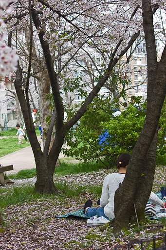 あの桜公園