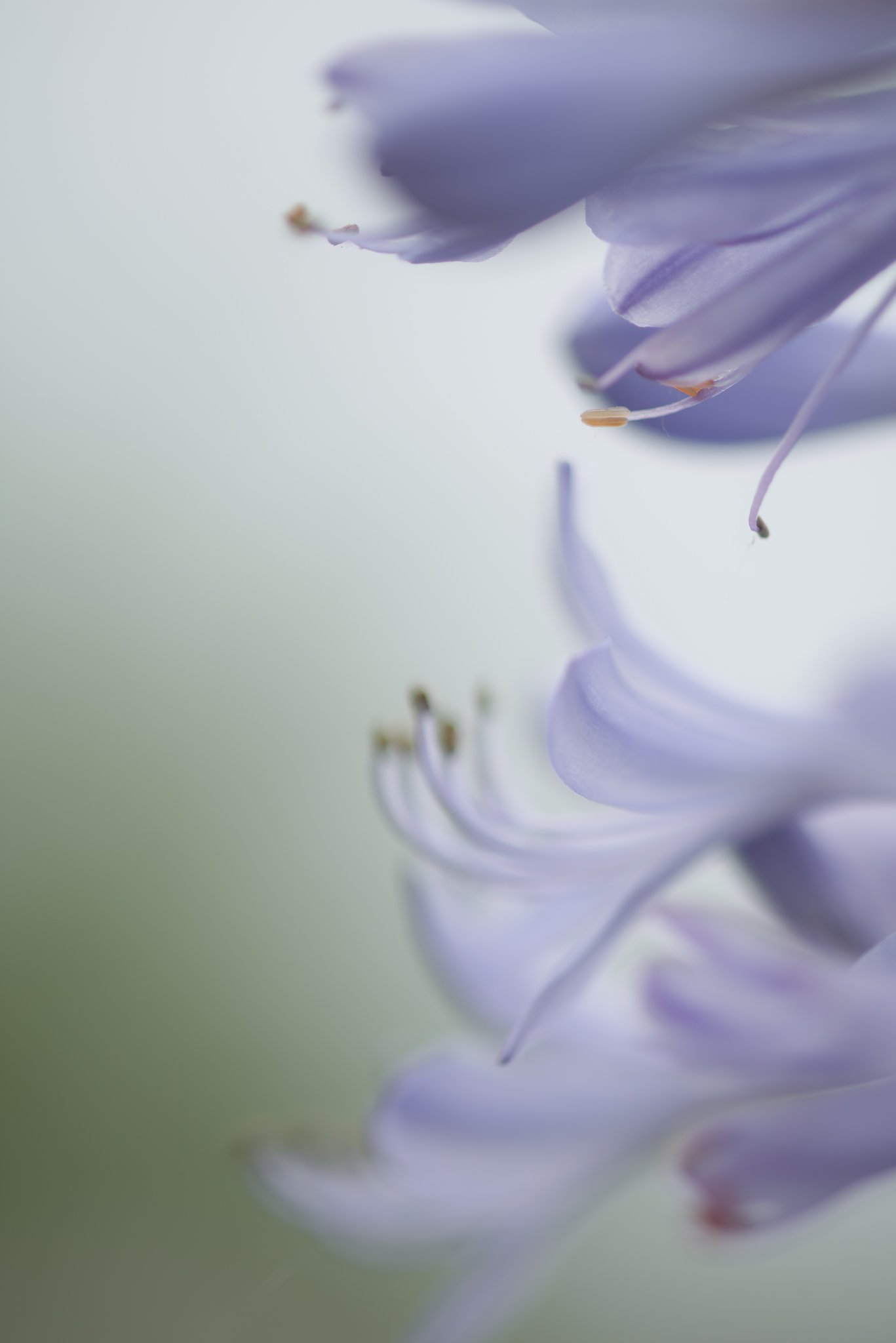 【フリー】　森さん　ありがとう!