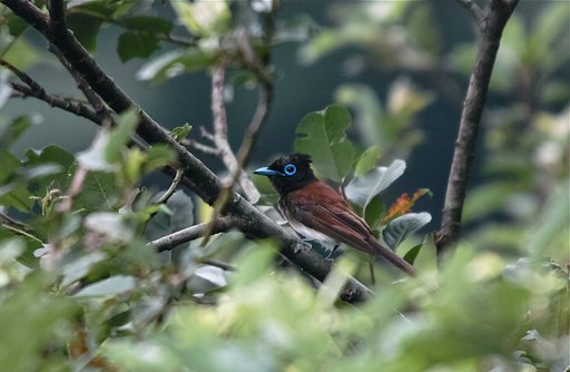 サンコウチョウ