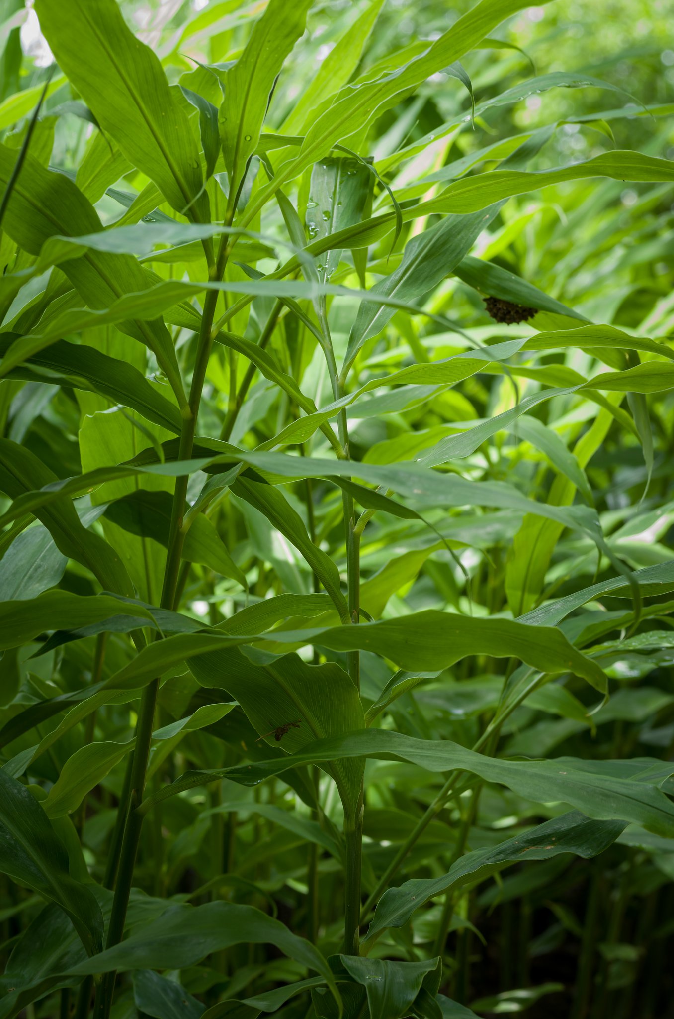 茗荷