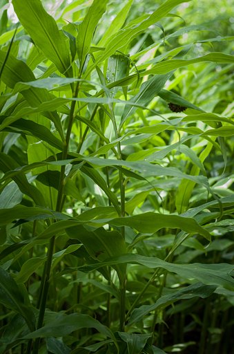 茗荷