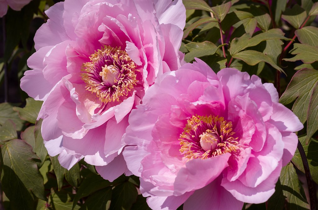 SIGMA MACRO 70mm F2.8 