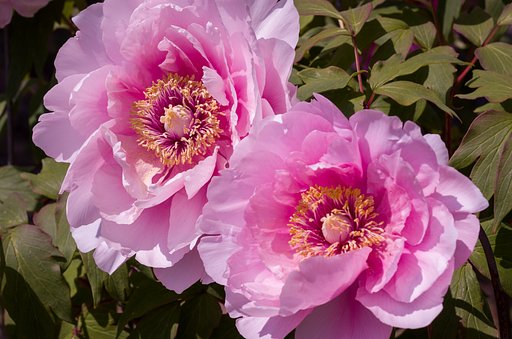 SIGMA MACRO 70mm F2.8 