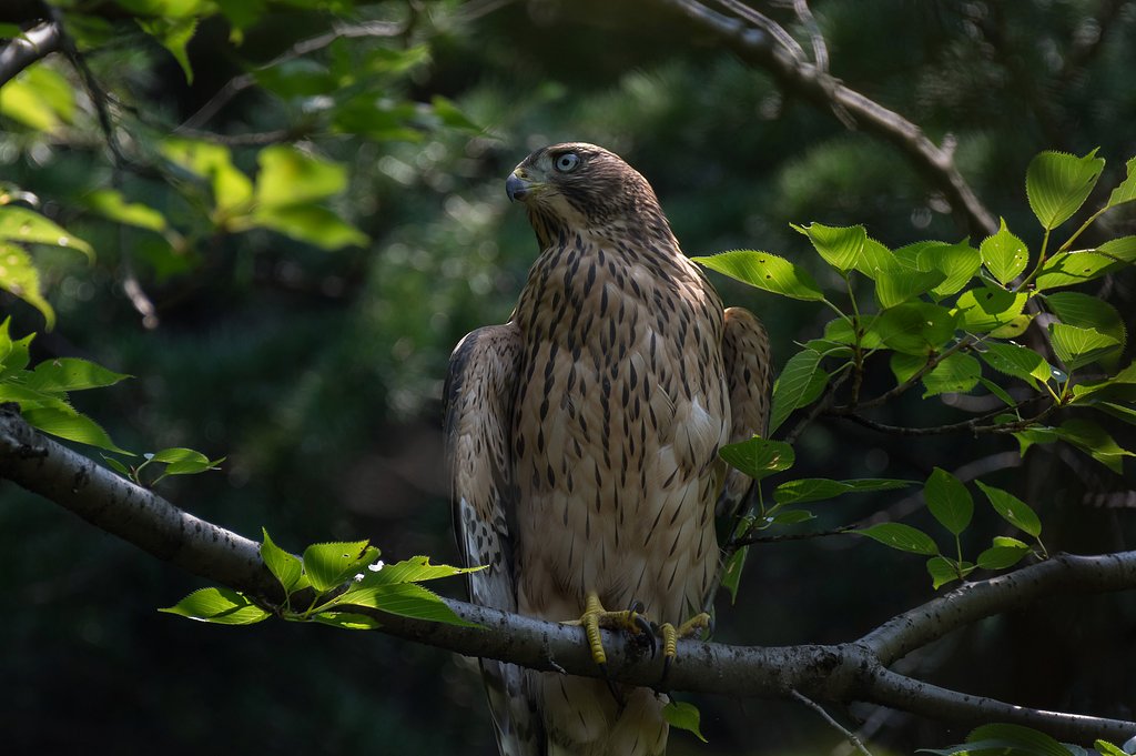 オオタカ幼鳥