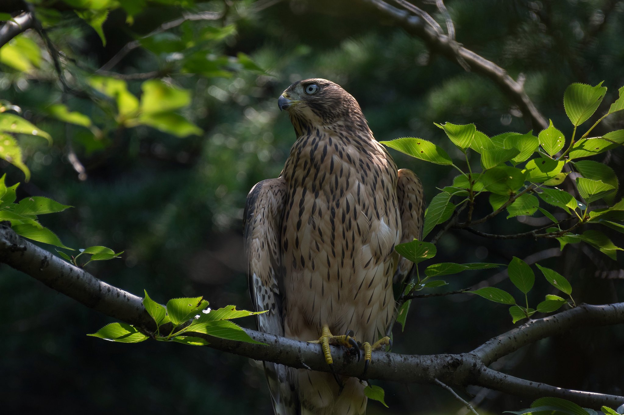 オオタカ幼鳥
