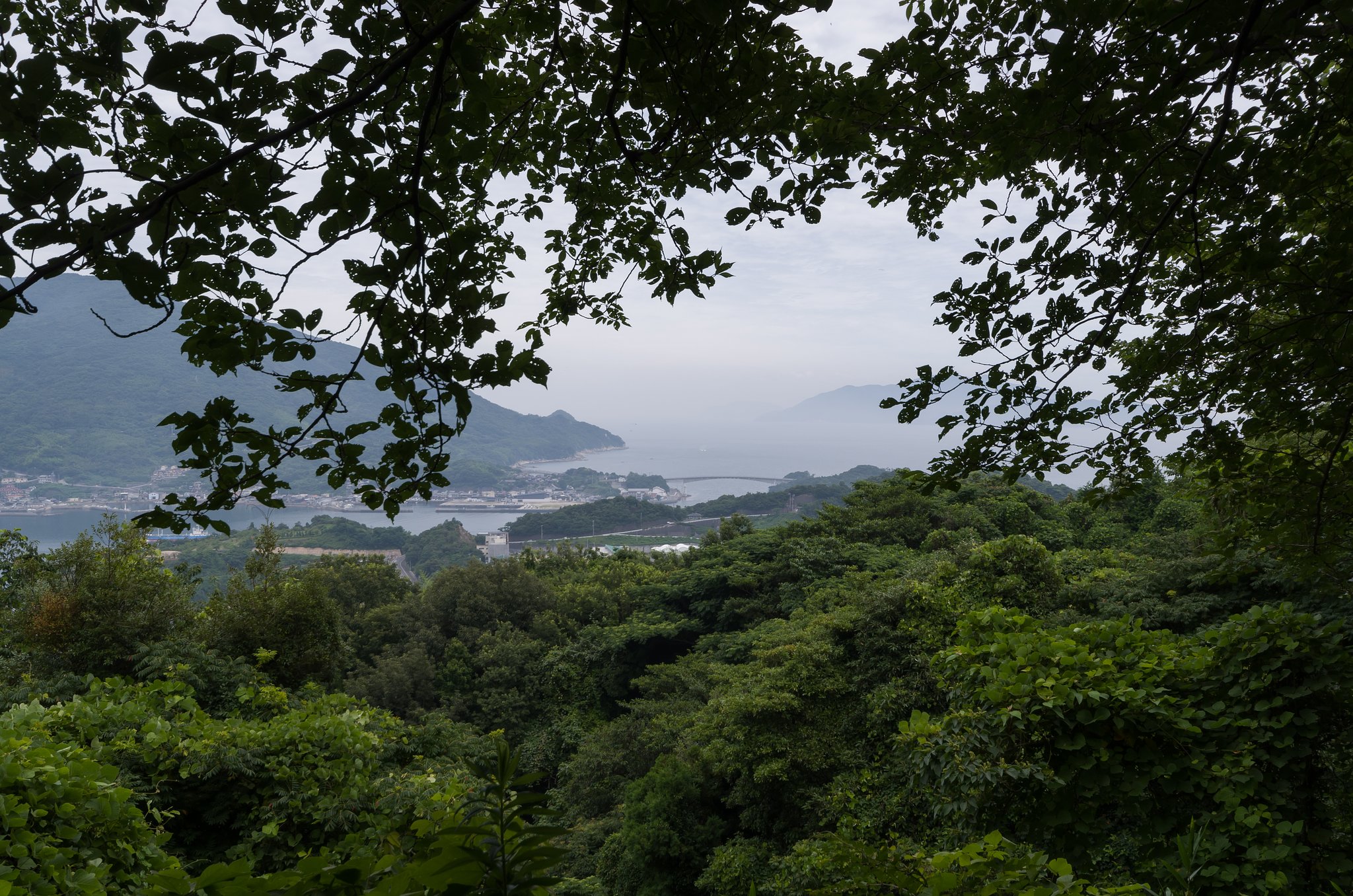 島の梅雨