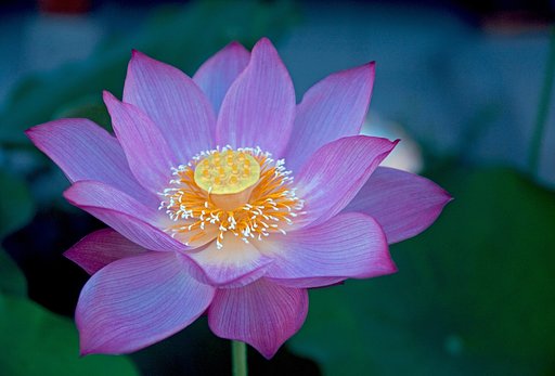蓮の花