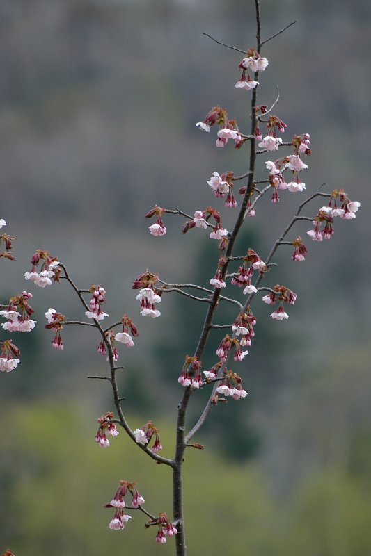 どさんこ桜