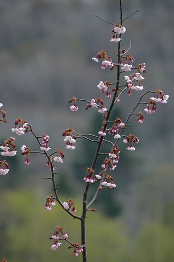 どさんこ桜