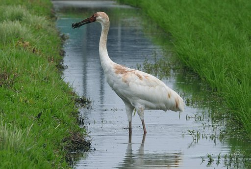 ソデグロヅル