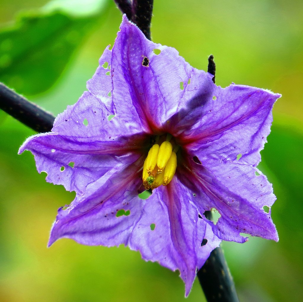 ナスの花